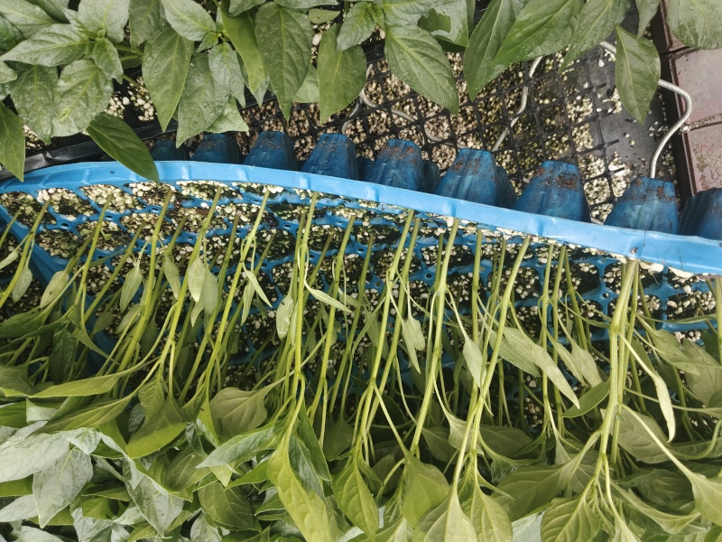 螺丝椒苗优质，高产，抗病，大果螺丝椒苗。全螺螺丝椒苗