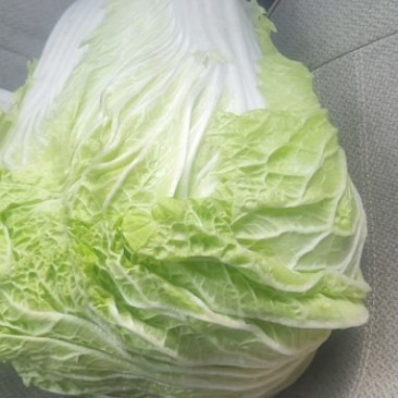 大抱头白菜量大质优价格美丽，代收代收全国各地。