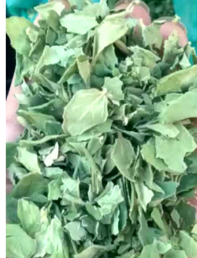金银花叶子