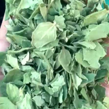 金银花叶子