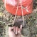 湖北黄连木小杯苗。大量有货基地发货，欢迎咨询，实地考察