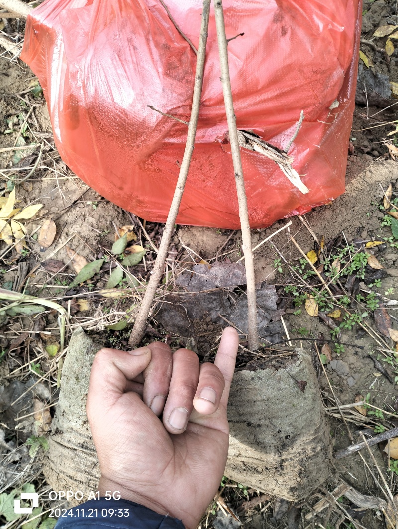 湖北黄连木小杯苗。大量有货基地发货，欢迎咨询，实地考察