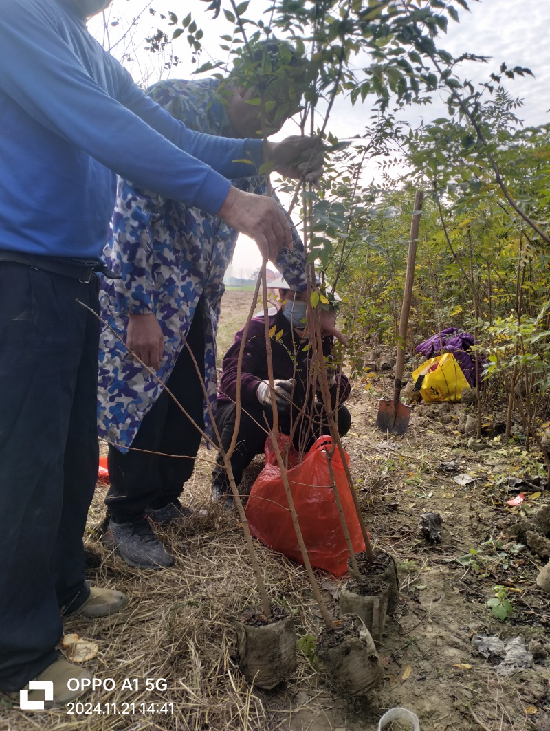 湖北黄连木小杯苗。大量有货基地发货，欢迎咨询，实地考察