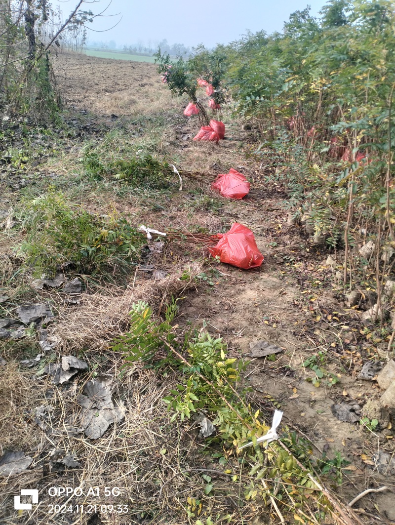 湖北黄连木小杯苗。大量有货基地发货，欢迎咨询，实地考察