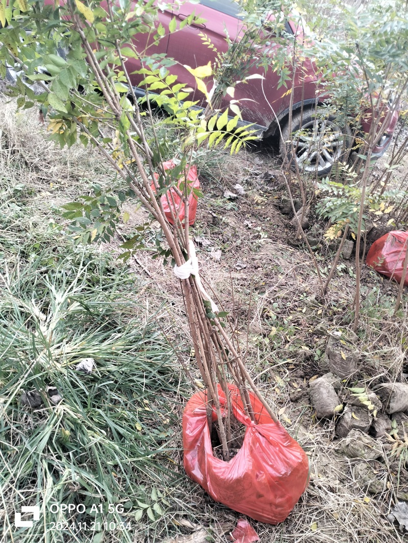 湖北黄连木小杯苗。大量有货基地发货，欢迎咨询，实地考察