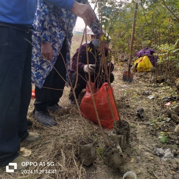 湖北黄连木小杯苗。大量有货基地发货，欢迎咨询，实地考察