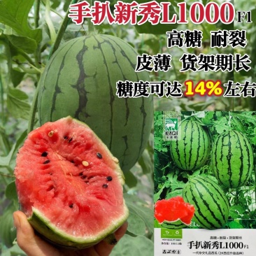 手扒新秀L1000西瓜种子特甜早熟杂交手剥2K升级礼品瓜