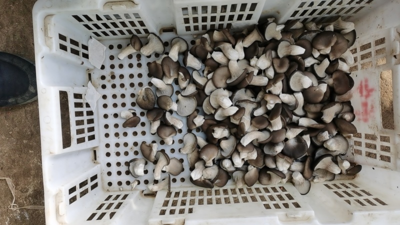 小黑平菇