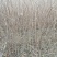 乌桕1-5-8-10公分地苗杯苗1-2公分