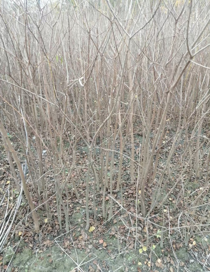 乌桕1-5-8-10公分地苗杯苗1-2公分