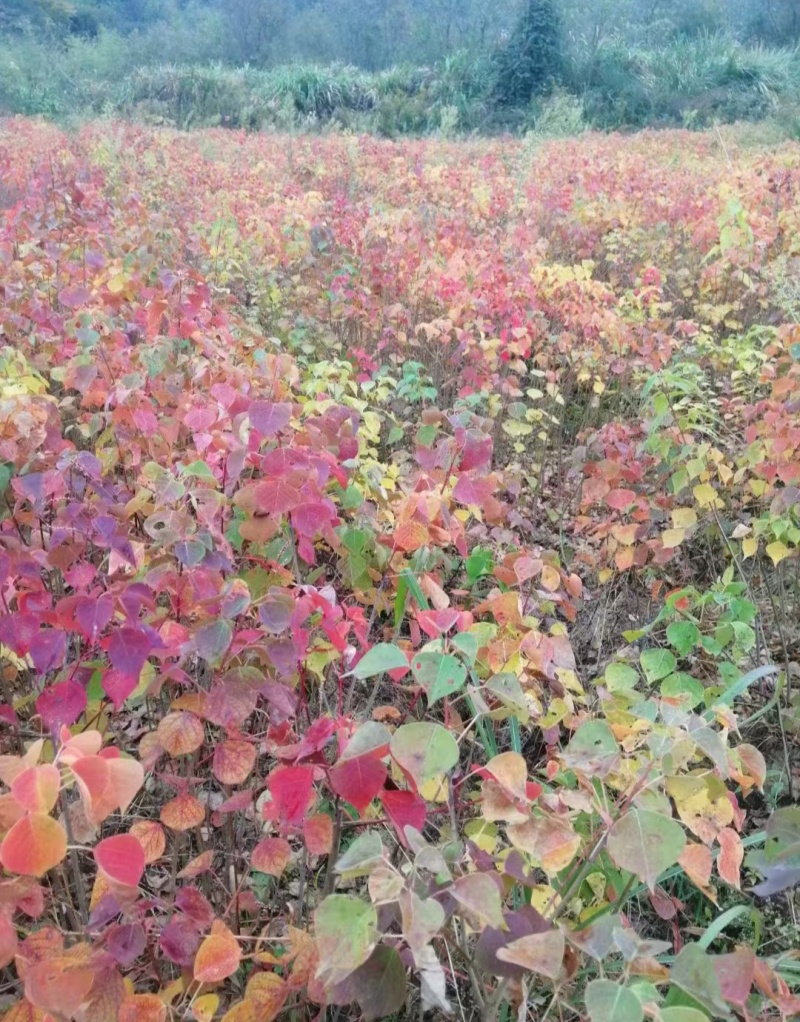 乌桕1-5-8-10公分地苗杯苗1-2公分