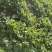 香菜大量现货要联系香菜大量现货0.7-0.8