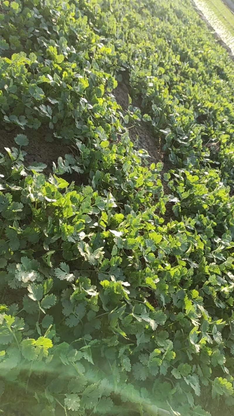 香菜大量现货要联系香菜大量现货0.7-0.8
