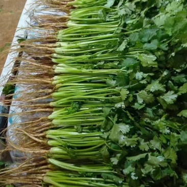 香菜大量现货要联系香菜大量现货0.7-0.8