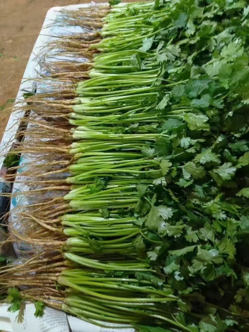 香菜大量现货要联系香菜大量现货0.7-0.8