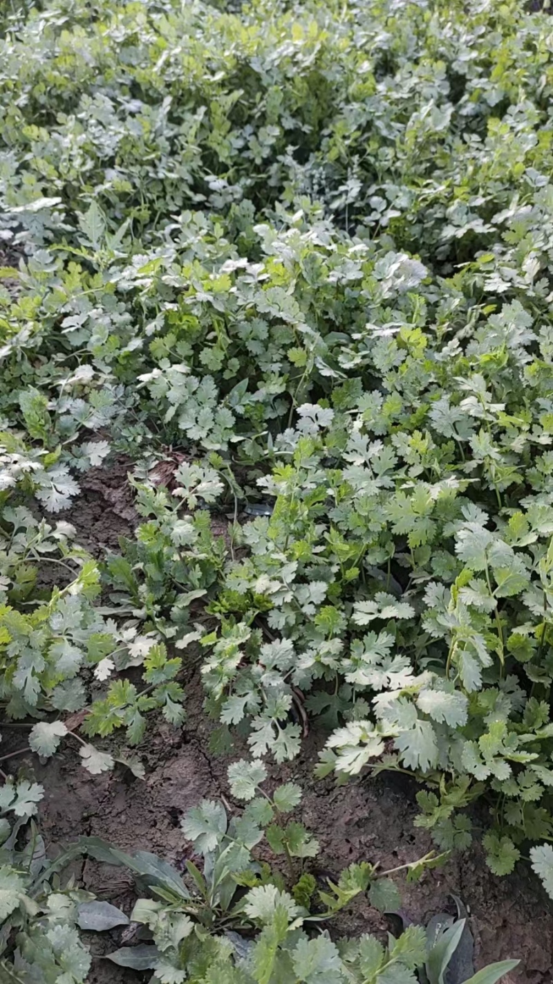 香菜大量现货要联系香菜大量现货0.7-0.8