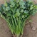 香菜大量现货要联系香菜大量现货0.7-0.8