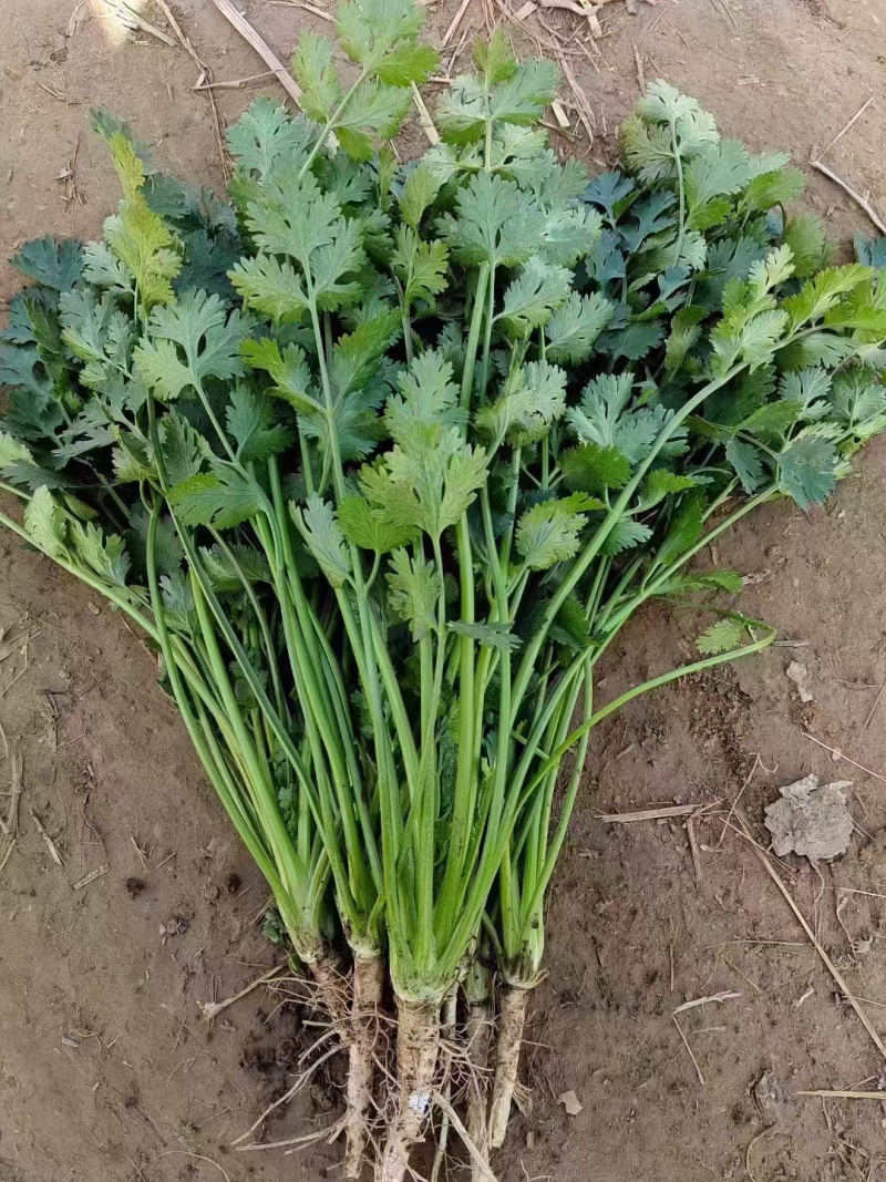 香菜大量现货要联系香菜大量现货0.7-0.8
