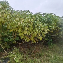 华南9号黄心木薯