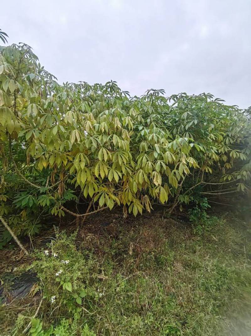 华南9号黄心木薯