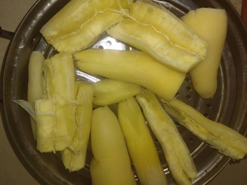 华南9号黄心木薯