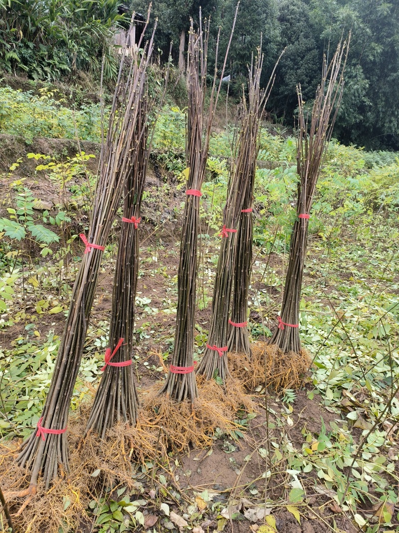 黄柏，厚皮黄柏，川黄怕，大叶黄柏