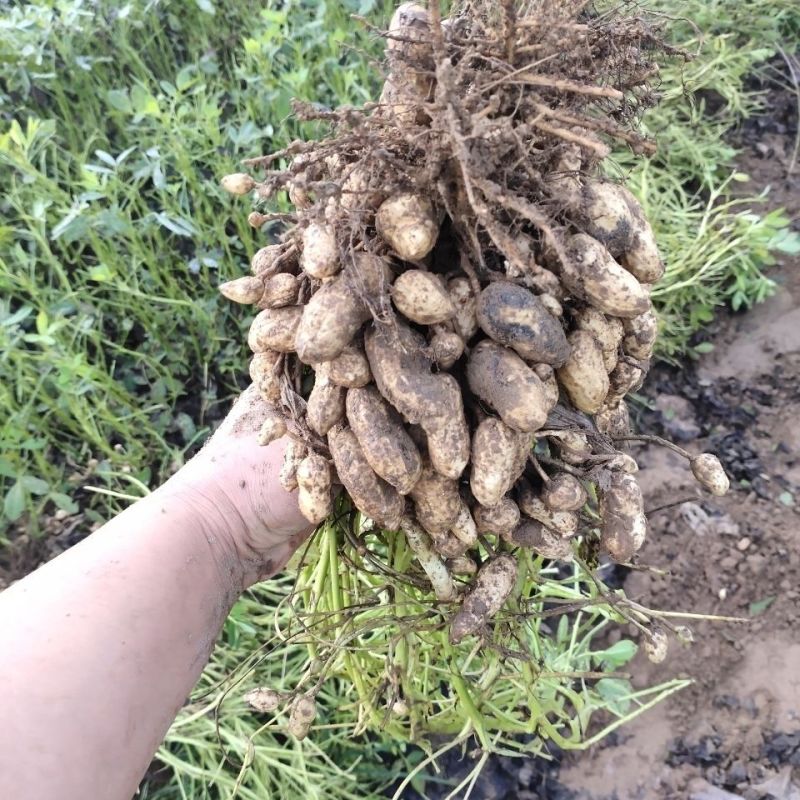 新货特价24年烤花生批发蒜香五香奶香多味陈皮卤小珍