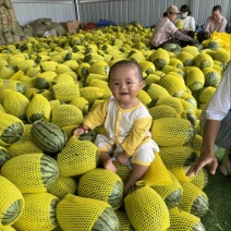 L600精品小西瓜大棚瓜小吊瓜全美2k早春红玉手剥瓜