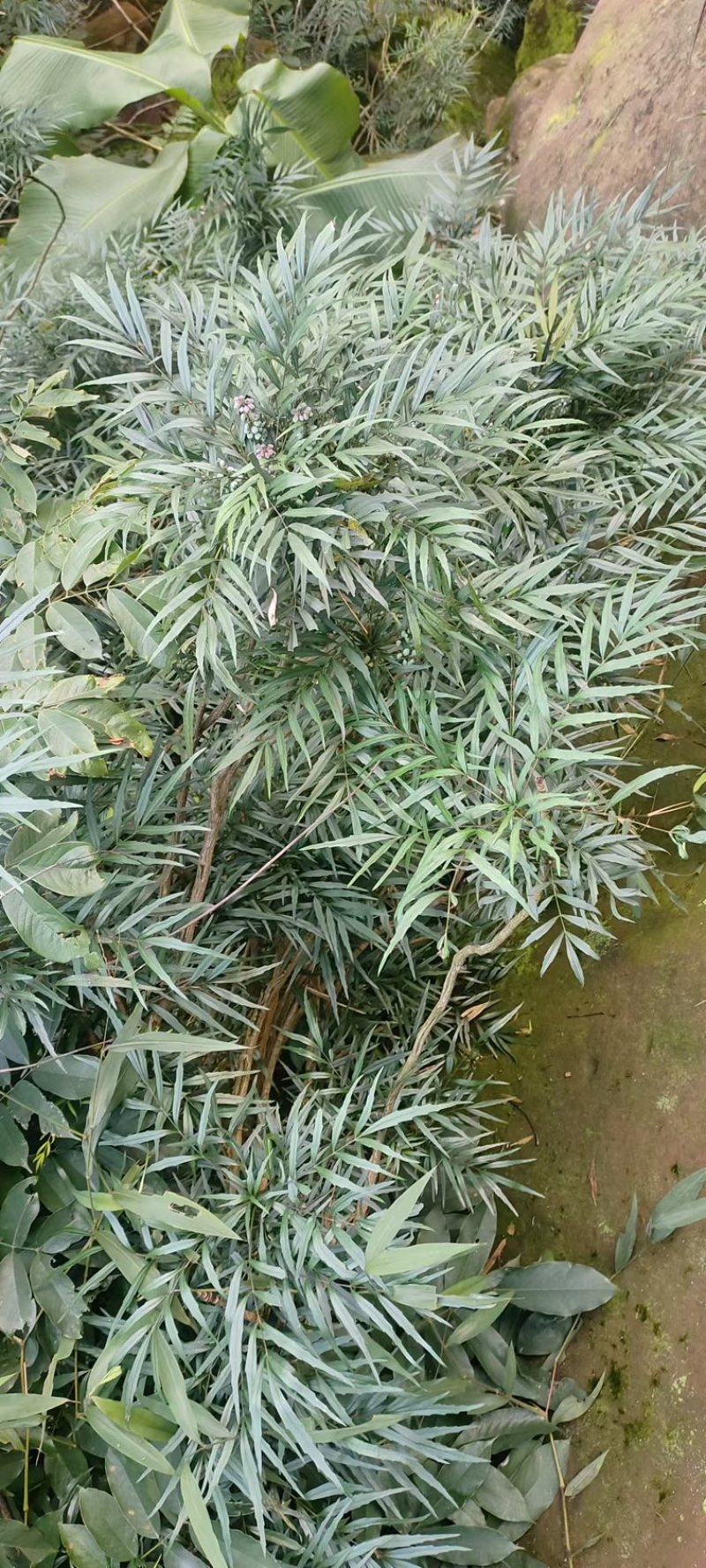 柳叶十大功劳。