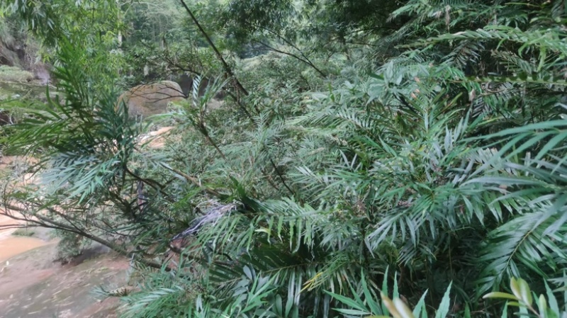 柳叶十大功劳。
