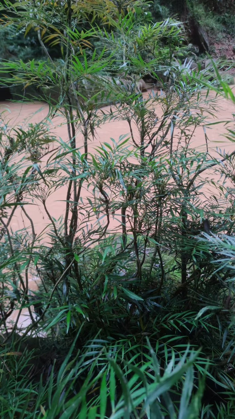 柳叶十大功劳。