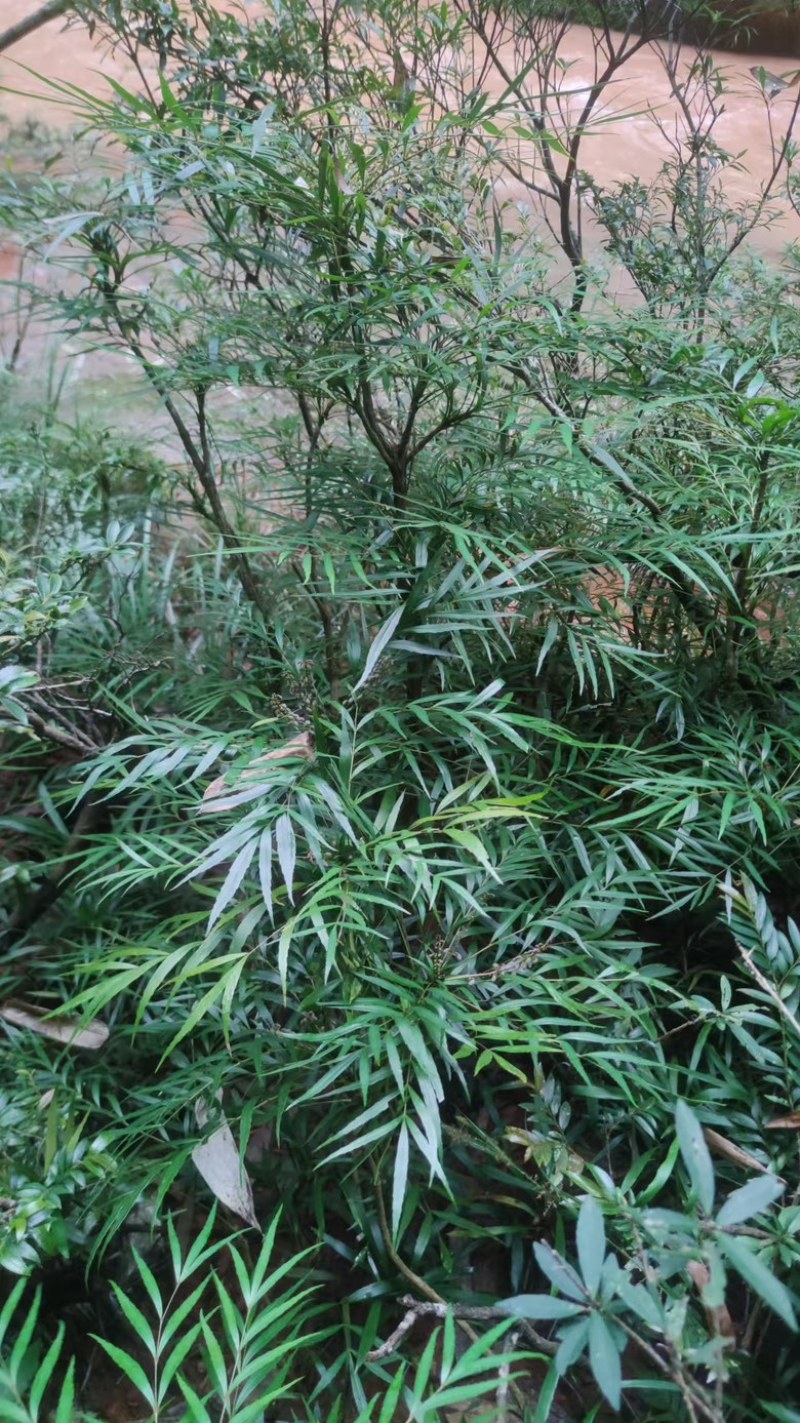 柳叶十大功劳。