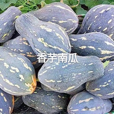 南瓜东瓜