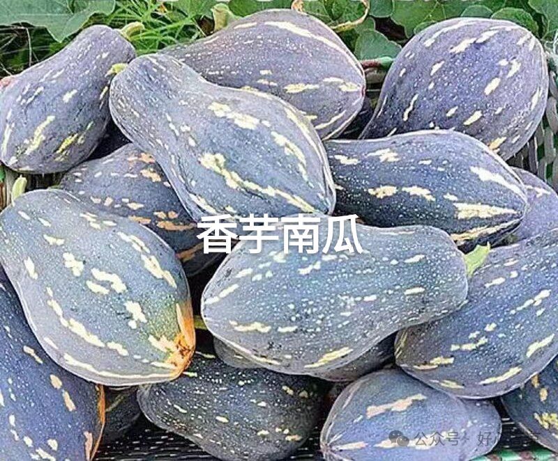 南瓜东瓜