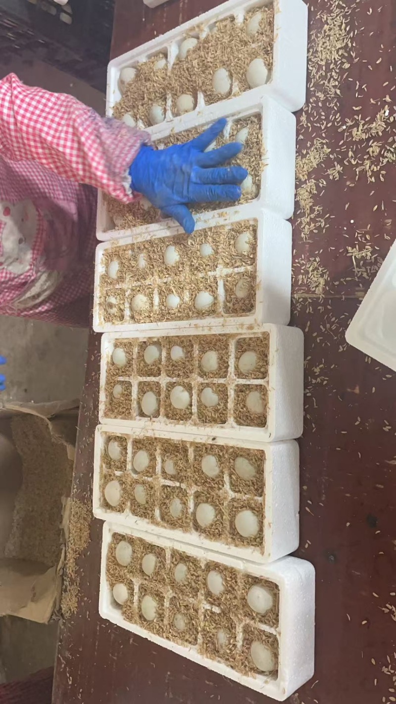 暗纹鸭蛋，桶装蛋，盒蛋，双黄鸭蛋。大白鸭蛋。散黄鸭蛋