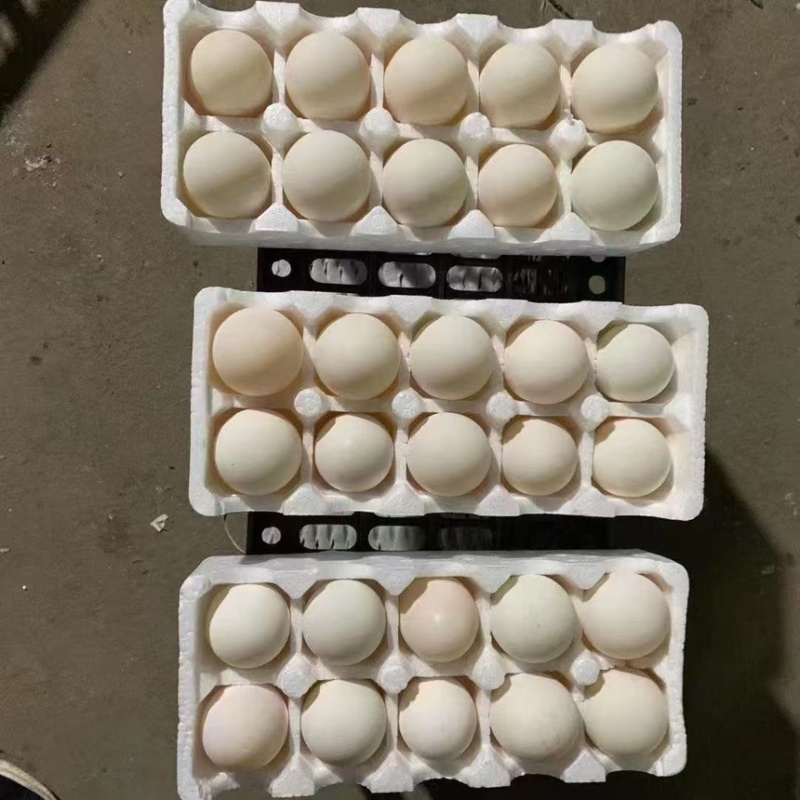 暗纹鸭蛋，桶装蛋，盒蛋，双黄鸭蛋。大白鸭蛋。散黄鸭蛋