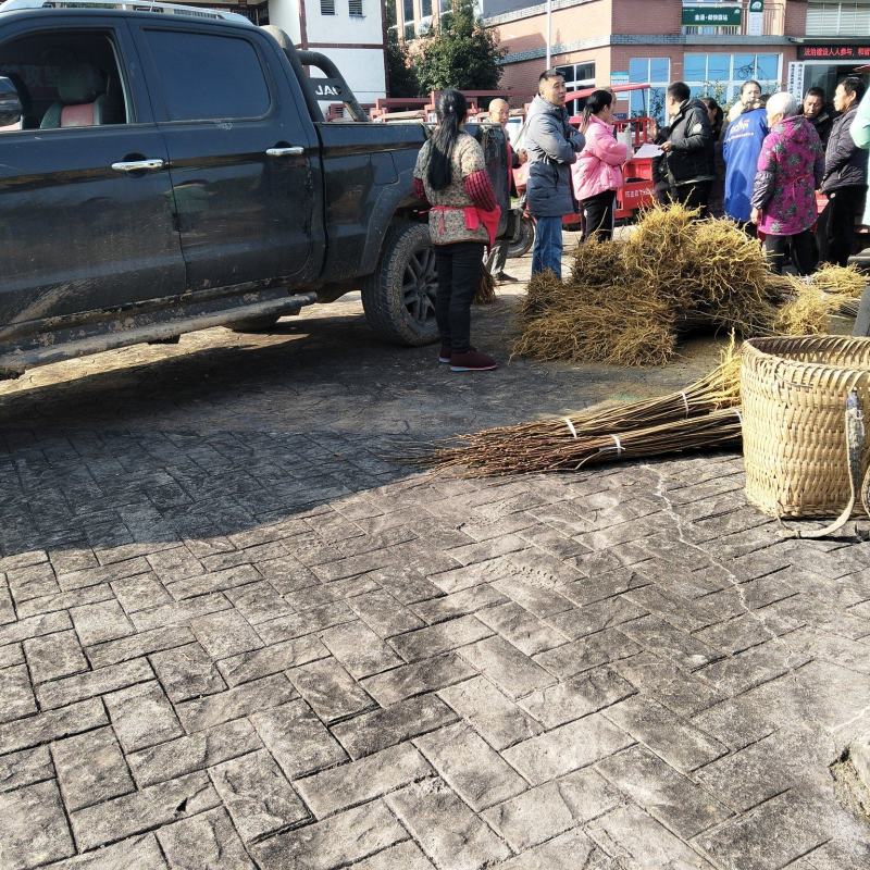 柏树苗黄柏树苗大叶厚皮川黄柏苗苗圃直发提供技术