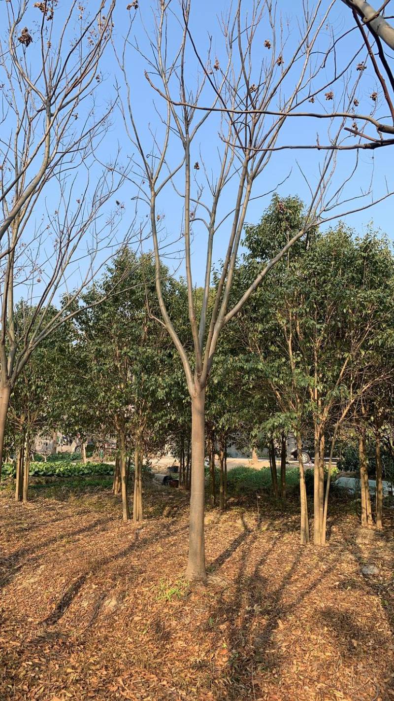 【栾树】规格齐全8到60公分全国可发来电洽谈价格大跳水