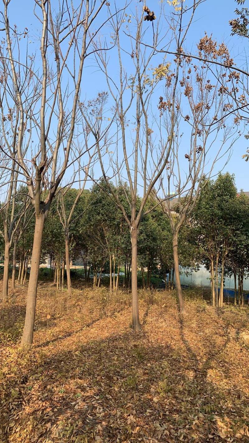 【栾树】规格齐全8到60公分全国可发来电洽谈价格大跳水