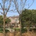 【栾树】规格齐全8到60公分全国可发来电洽谈价格大跳水