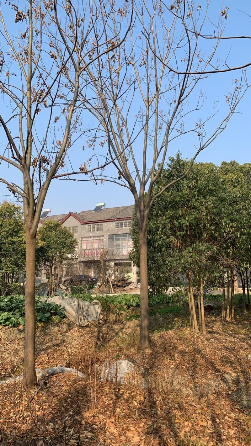 【栾树】规格齐全8到60公分全国可发来电洽谈价格大跳水