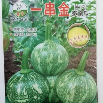 南瓜种子一串金黄肉小南瓜早熟结瓜多嫩脆清香味浓