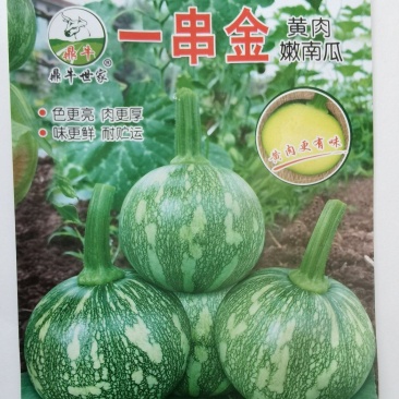 南瓜种子一串金黄肉小南瓜早熟结瓜多嫩脆清香味浓