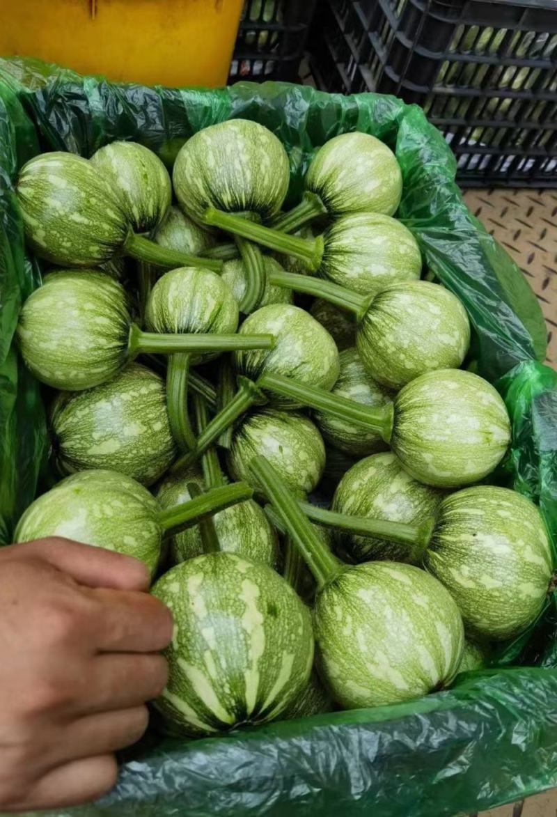 南瓜种子一串金黄肉小南瓜早熟结瓜多嫩脆清香味浓