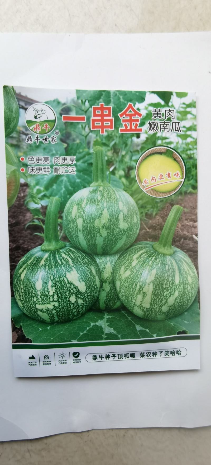 南瓜种子一串金黄肉小南瓜早熟结瓜多嫩脆清香味浓