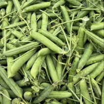 长寿豆青豌豆云南发货大量上市商超市场电商一手货全国可发