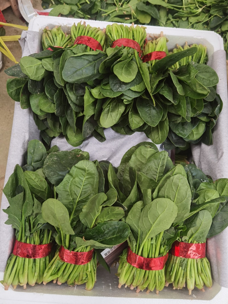 精品菠菜