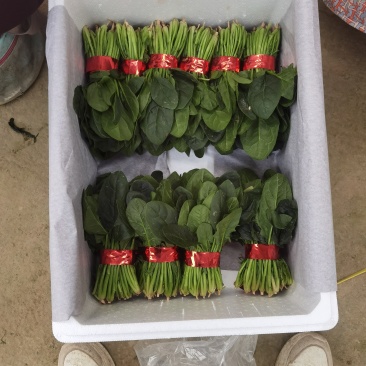 精品菠菜