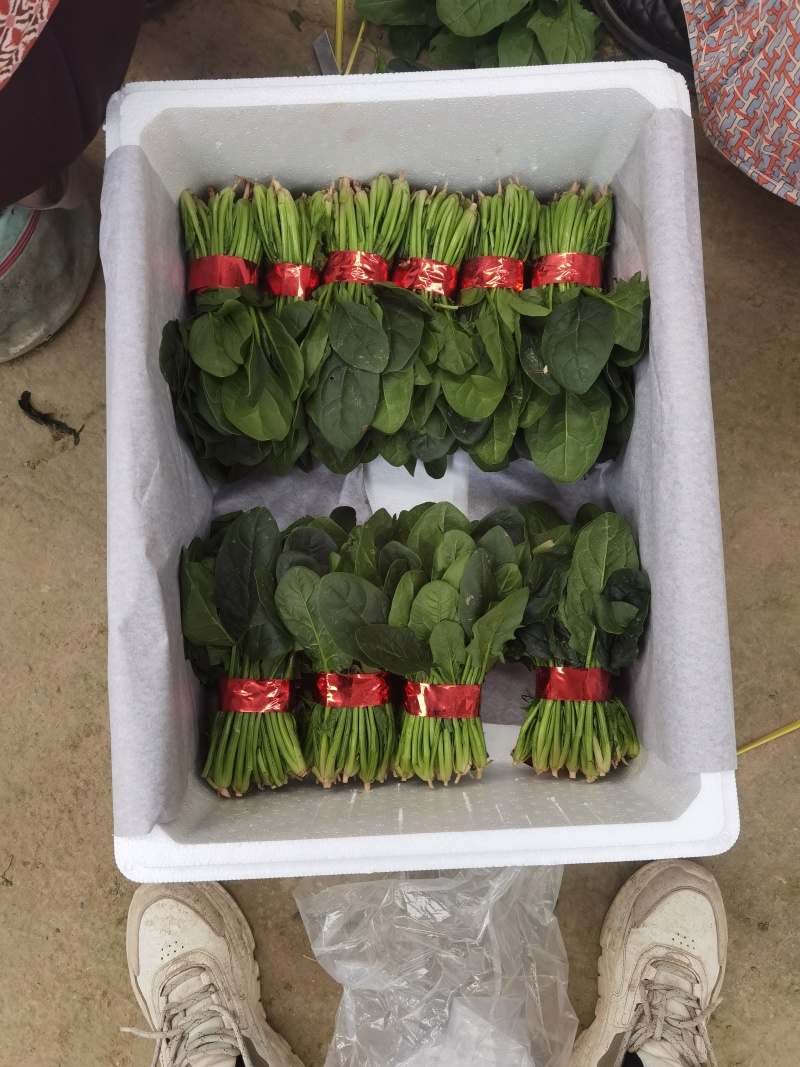 精品菠菜