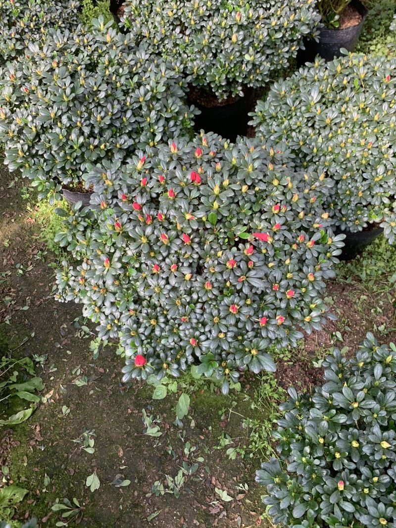 铁红杜鹃花有21-24-30-杯，有需要老板可以联系